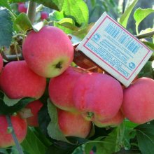 Купить саженцы яблони из питомника в Новосибирске
